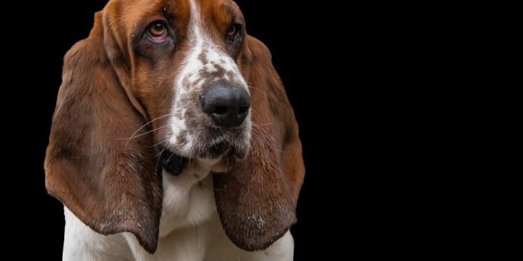 Tips for Calming Anxious Dogs During NYE Celebrations