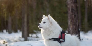 The Perfect Blend: Top Medium-Sized Short-Haired Dog Breeds for Every Home