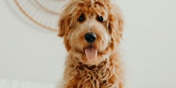 How To Care For Your Doodle’s Coat