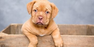 The Top 10 Apartment-Friendly Pups: Your Perfect Companion for Solo Living