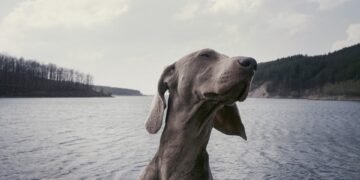Curly Tails and Big Personalities: Discovering the Charms of Medium-Sized Dog Breeds